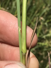 Andropogon appendiculatus