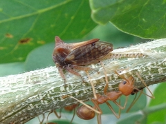 Oxyrhachis sinensis