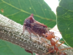 Oxyrhachis sinensis