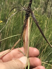 Andropogon appendiculatus