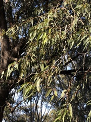 Eucalyptus