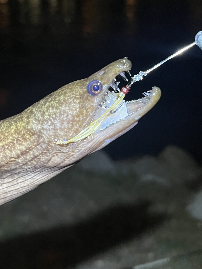 Photo of Black Moray (Enchelycore nigricans)