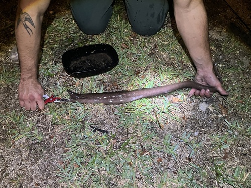 Photo of Black Moray (Enchelycore nigricans)