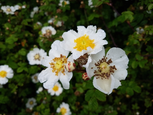 Field-Rose (Rosa arvensis)