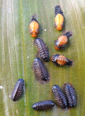 Galerucella nymphaeae