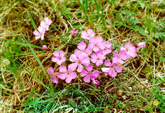 Dianthus repens