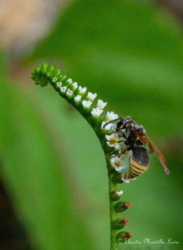 Keyhole Wasp