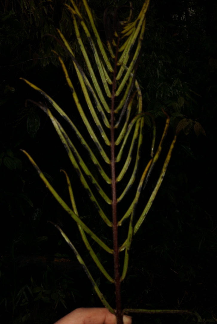Chilean hard fern