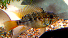 Macmaster's Dwarf Cichlid photo 2
