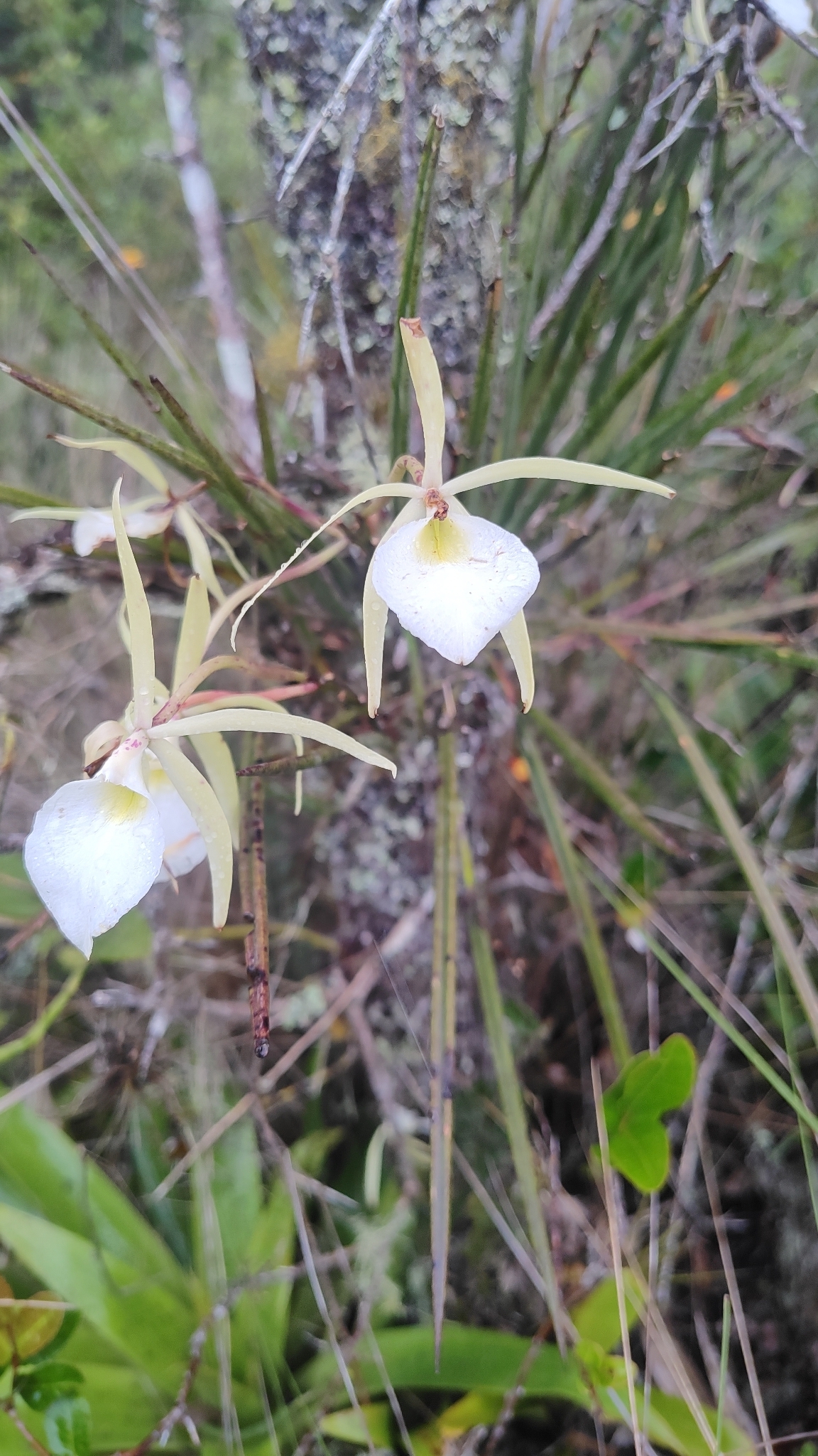 Imagem de Orquídea Cebolinha