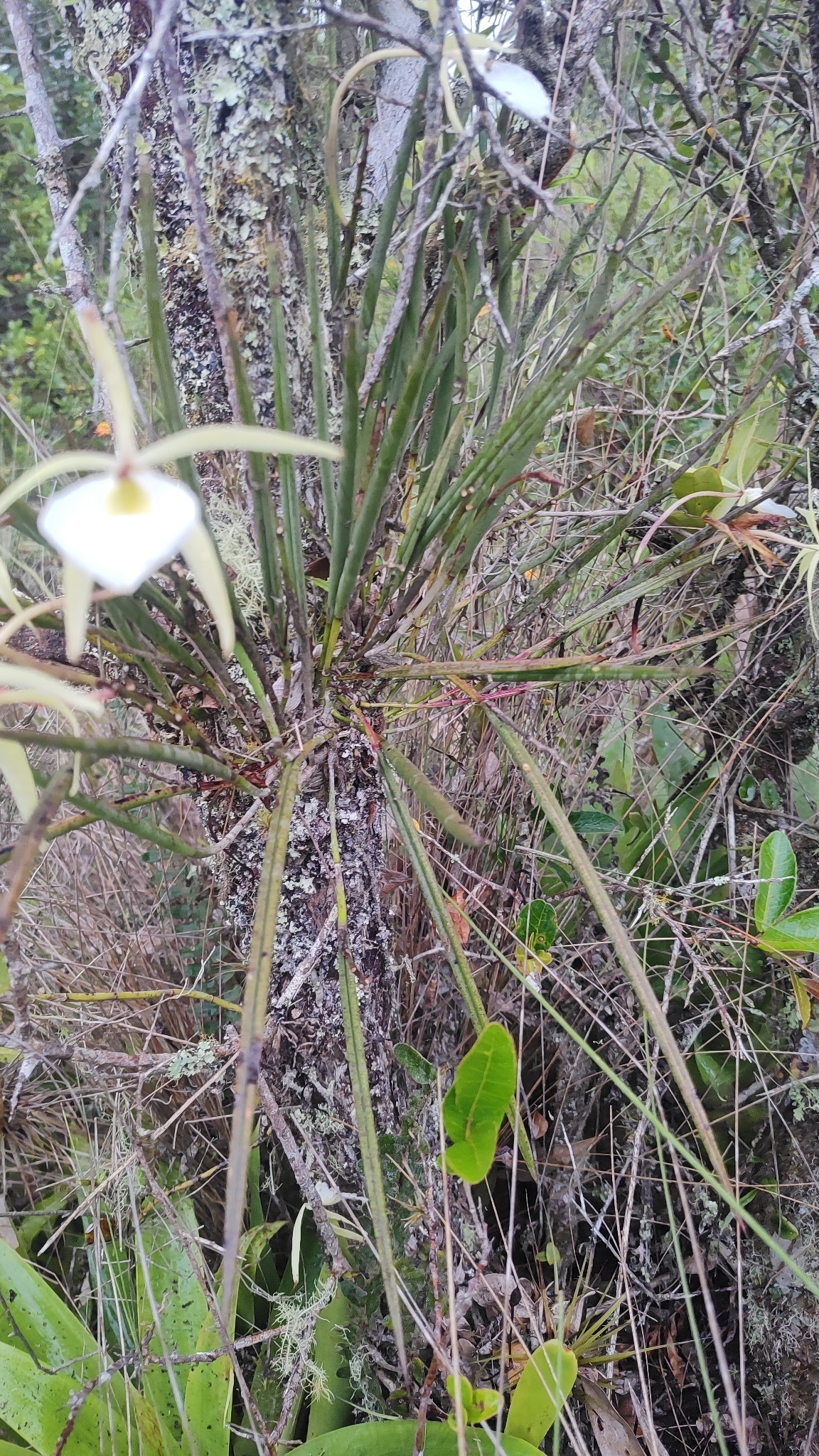 Imagem de Orquídea Cebolinha