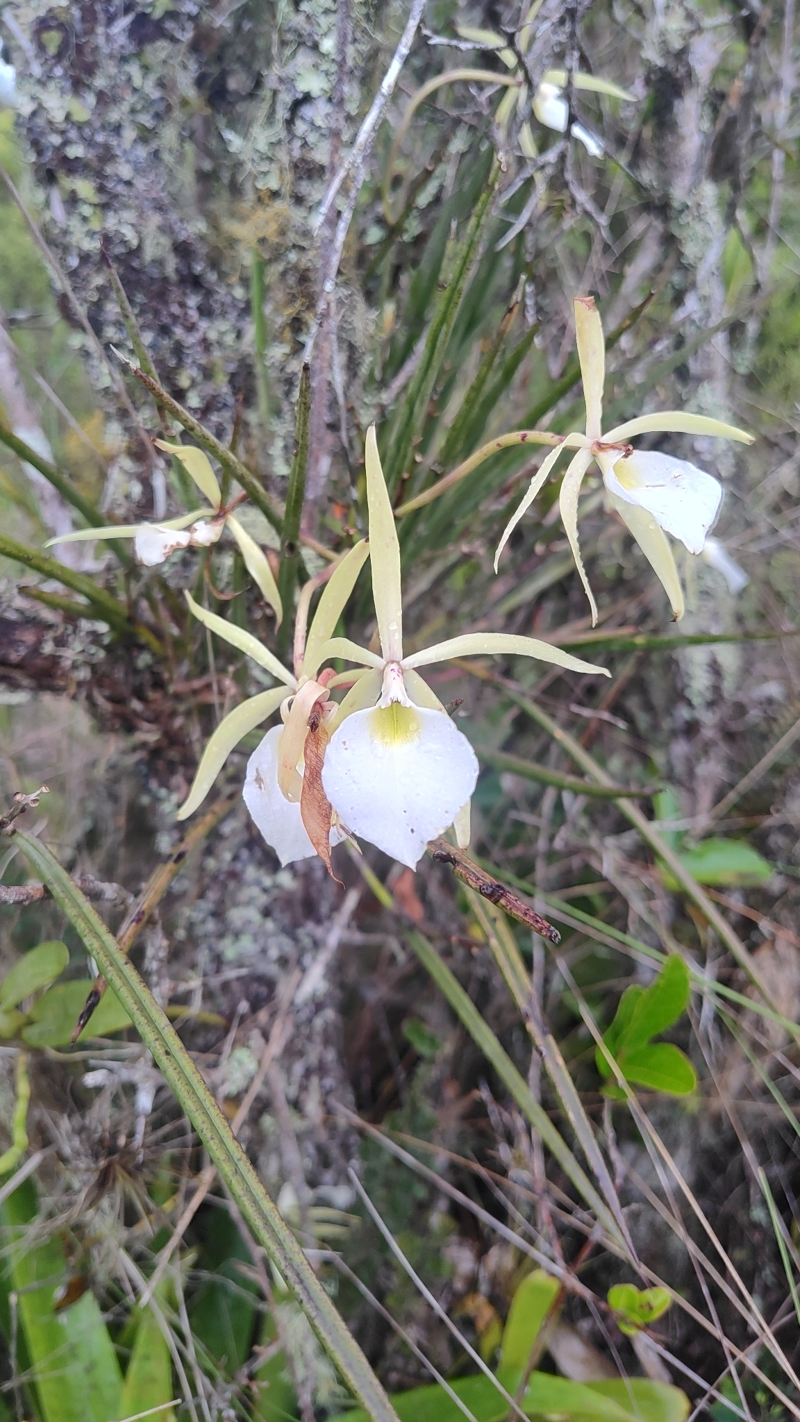 Imagem de Orquídea Cebolinha