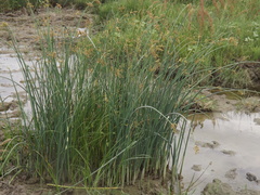 Schoenoplectus lacustris