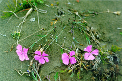Dianthus repens