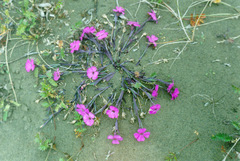 Dianthus repens