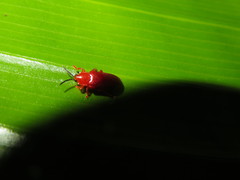 Cephaloleia erichsonii