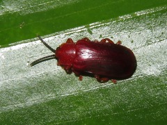 Cephaloleia erichsonii