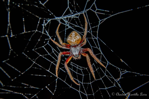 Tropical Orbweaver