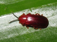 Cephaloleia erichsonii
