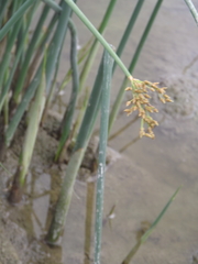 Schoenoplectus lacustris