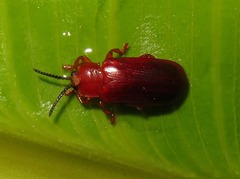 Cephaloleia erichsonii