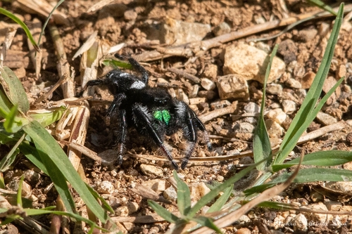 Regal Jumping Spider