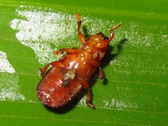 Cephaloleia erichsonii