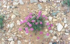 Dianthus repens