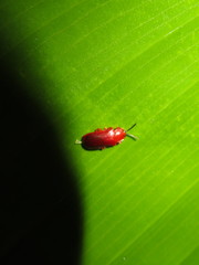 Cephaloleia erichsonii