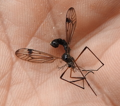 Ctenophorinae