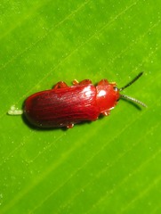 Cephaloleia erichsonii