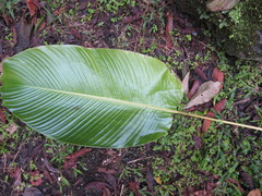 Cephaloleia erichsonii