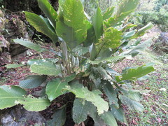 Goeppertia pachystachya