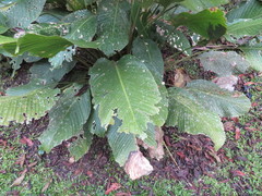 Goeppertia pachystachya