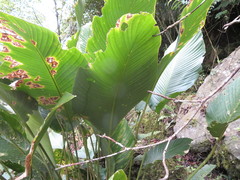 Cephaloleia erichsonii