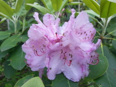 Rhododendron catawbiense
