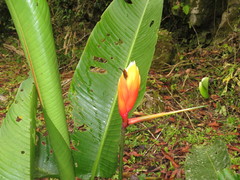 Heliconia episcopalis