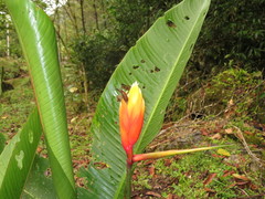 Heliconia episcopalis