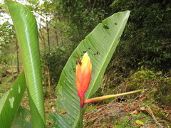 Heliconia episcopalis