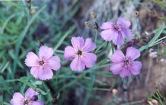 Dianthus repens