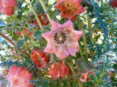 Caiophora chuquitensis