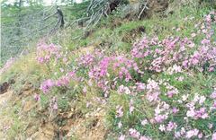 Dianthus repens