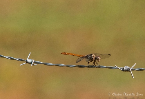 Roseate Skimmer