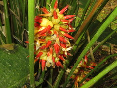 Goeppertia pachystachya