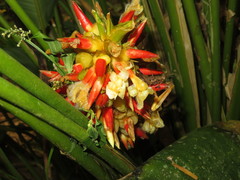 Goeppertia pachystachya