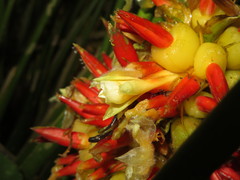 Goeppertia pachystachya