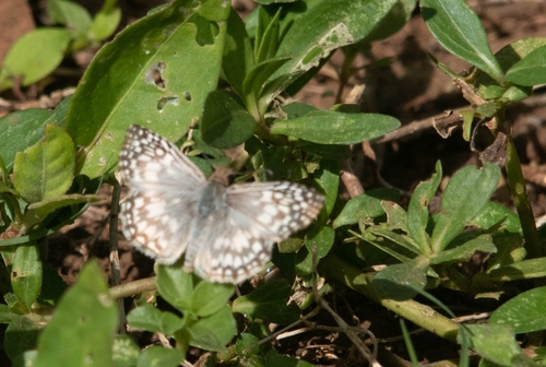 Tropical Checkered-Skipper