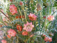 Caiophora chuquitensis