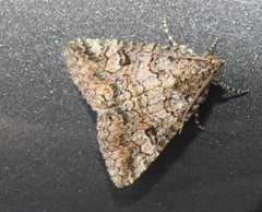 Eubolina impartialis