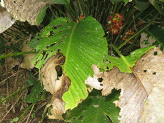 Goeppertia pachystachya